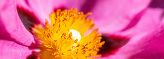 labdanum scent