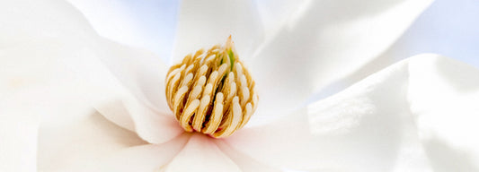 magnolia in perfume