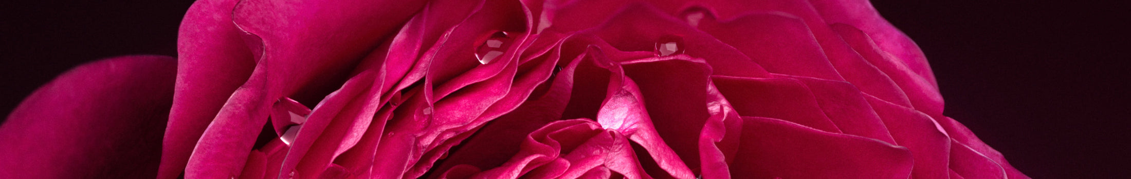 The Mother's Day Collection