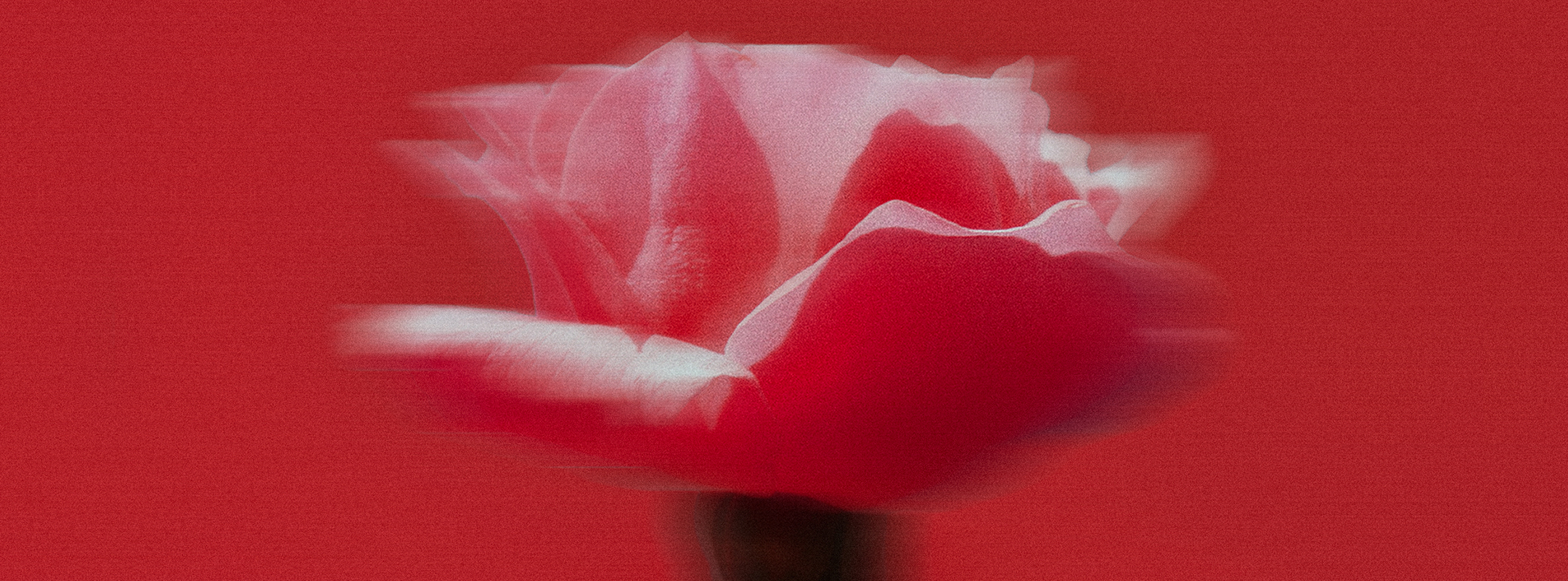 Améline rose