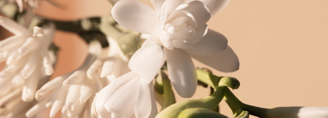 Tuberose Scent in Perfumery