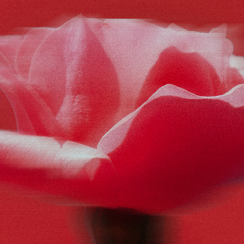 Améline rose