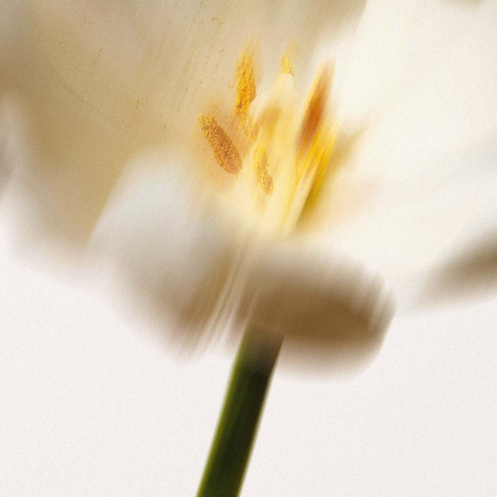 blurry artsy white flower