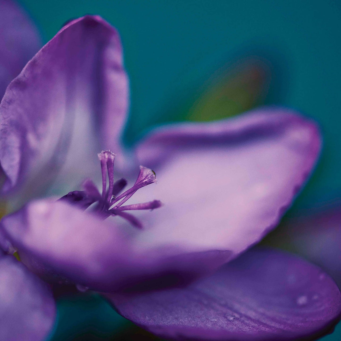 purple lotus flower